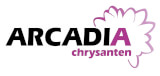Arcadia Chrysanten
